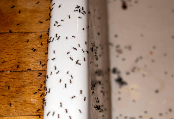 Wasp Removal Services in Wurtland, KY